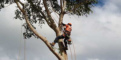 Tablelands Tree Lopping Fully Insured