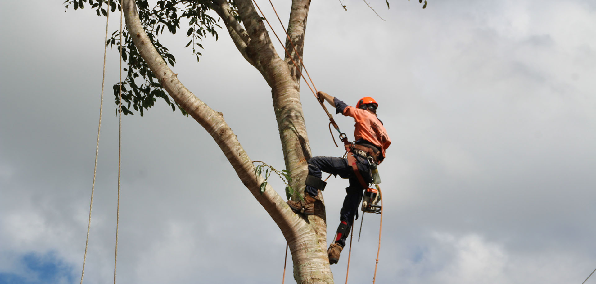 tree clearing Atherton tablelands