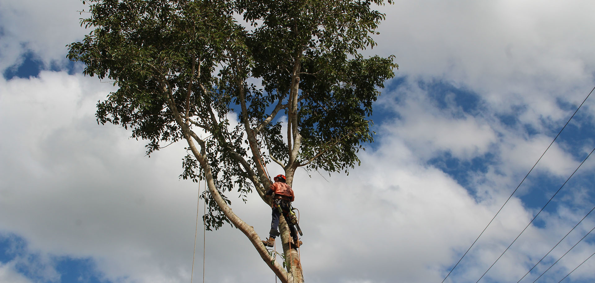 tree removal and lopping